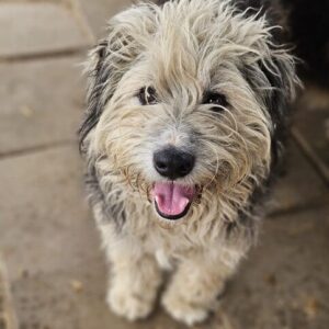 WUSCHEL (♂) - seit mind. 2023 im Shelter