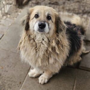 BRIX (♂) - seit mind. 2023 im Shelter