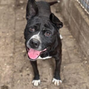 SNOOPIE (♂) - Vermittlung nur nach Österreich möglich (DNA Test erfolgt)