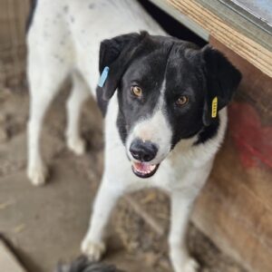 TITUS (♂) - seit mind. 2020 im Shelter