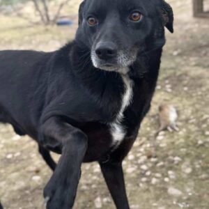 HENRIE (♂) NOTFALL - linkes Ohr verletzt, im Yard stark gefährdet