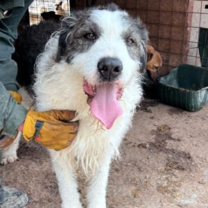 JANOSH (♂) reserviert (26/05 MH)