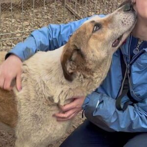 PIT - Notfall - extrem geschwollene Hinterpfoten, seit mind. 2021 im Shelter - reserviert (19/05 MH)