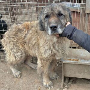 WAYNE - vermittelt MH