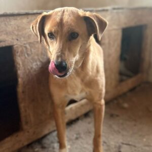 MONDO (♂) - seel. Notfall