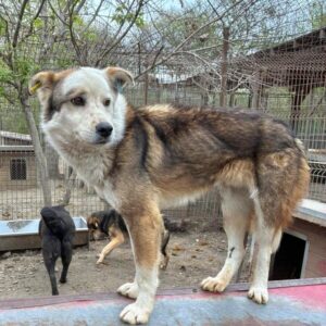 FRANCIS (♂) - RBB 04/25