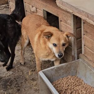 CARACOL (HENRIETTE) (♂) - rechtes Auge stark getrübt