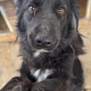 NOX - ausgereist zu Tiere in Not Odenwald e.V. (PM)