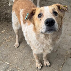 KLAUS (♂) - müde und abgekämpft, linkes Auge entzündet und verklebt