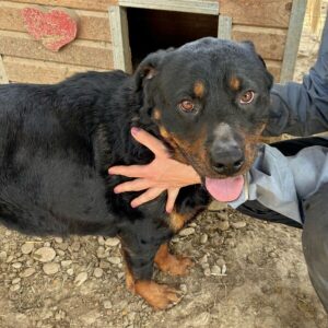 SUMI (♀) - Notfall - schwache Hinterhand, zu dünn, sehr verzweifelt - reserviert ES (AL 23.05.)