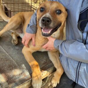 BRUNETTI (♂) - vermutlich blind