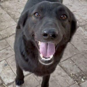 YARO (♂) - MED. NOTFALL Hinterhand nicht in Ordnung - seit mind. 2022 im Shelter