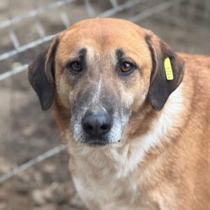 AMIKA (♀) - seit 2020 im Shelter