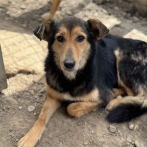 ROUWINA (♀) - seit mind. 2022 im Shelter