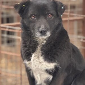 BINI (♀) - seit Anfang 2021 im Shelter