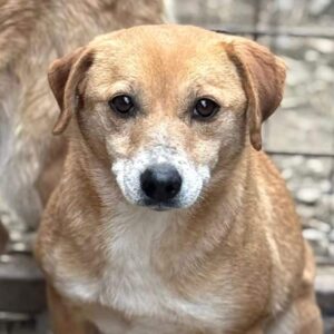 SHAY (♀) - seit 2022 im Shelter