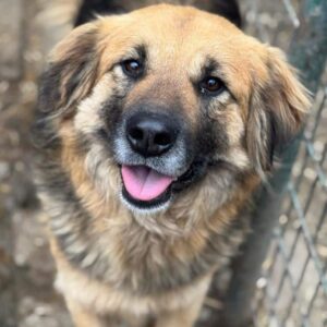 LEILA (♀) - seit mind. 2022 im Shelter