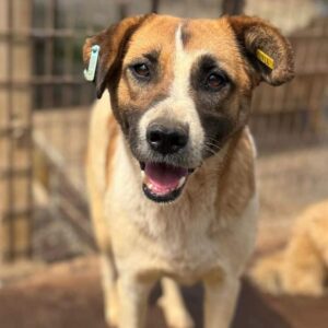 TARUKA (♀) - Geschwulst am Gesäuge