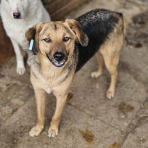 VOLPE (♂) - seit mind. 2023 im Shelter