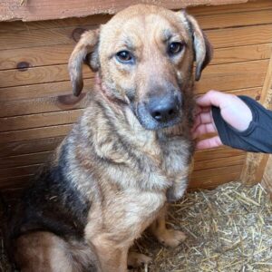 MARIOLA (♀) - seit mind. 2022 im Shelter