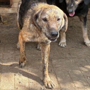 YULA (♀) - zu dünn, Hautprobleme