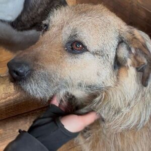 MORO (♂) - seit 2021 im Shelter