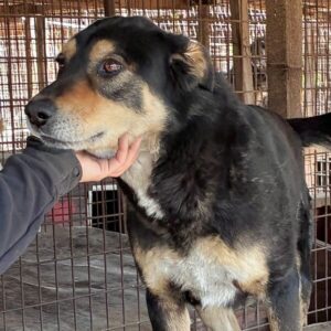 MALOON (♂) - seit 2022 im Shelter