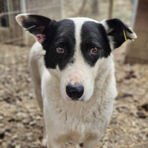 SPOCKY (♂) - seit mind. 2022 im Shelter