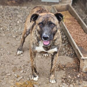 ZAHAR (♀) - seit mind. 2023 im Shelter