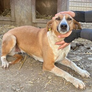 ORLEA (♀) - seit 2022 im Shelter