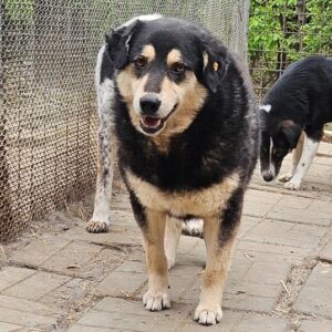 ASKA (♀) - Bissverletzung am Rücken