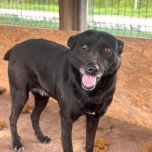 RALUCA (♀) - defektes Auge!