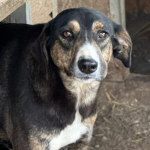 PETTY (♀) - Bissverletzung