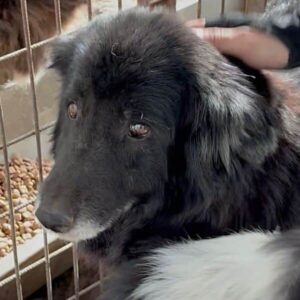 UMBRIA (♀) - resignierte Seniorin, seit 2020 im Shelter