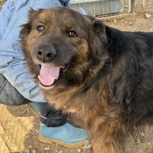 SCHOKI (♂) - viel zu dick