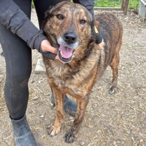 SAVIJA (♀) - seit mind. 2022 im Shelter