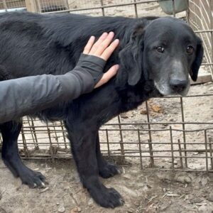 ILSE (♀) - seit mind. 2022 im Shelter