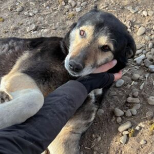 MEDO (♂) - seit 2022 im Shelter