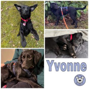 YVONNE in 35469 Allendorf *vermittelt*