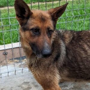 YENNA - viel zu dünn & Tumor im Bauch - ausgereist zum Kinder- und Tierschutzhof Hahnenberg