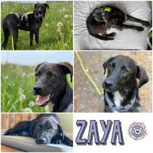 ZAYA in 21521 Aumühle - vermittelt