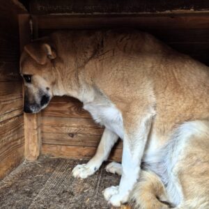 RONIA - sollte dringend ausreisen