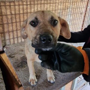 LUZZI (♀) - vermisst 07/2023