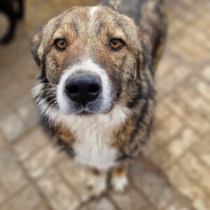 ARKI - reserviert Betty - vermittelt