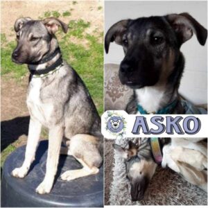 ASKO in 32469 Petershagen - vermittelt