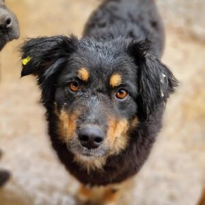 AYLA - reserviert LS - vermittelt