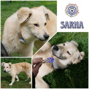 SARNA in 21493 Möhnsen *vermittelt*