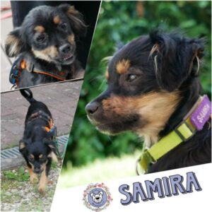 SAMIRA in 21493 Möhnsen - vermittelt