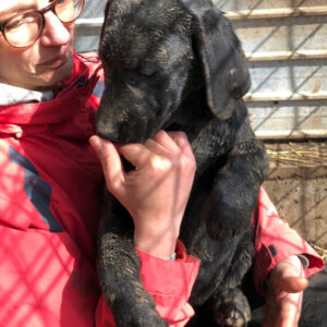 BAILEY - reserviert ES (GC) vermittelt