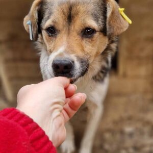 BANDI - ausgereist zum TST Rösrath